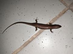 Eutropis