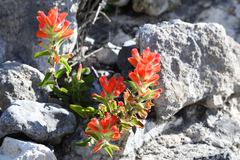 Castilleja scorzonerifolia