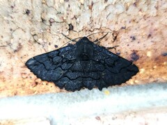 Melanodes anthracitaria