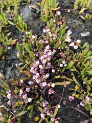 Cuscuta epithymum