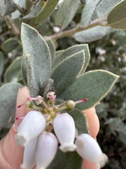 Arctostaphylos silvicola