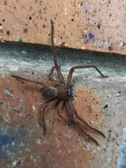 Neosparassus diana