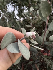 Arctostaphylos silvicola