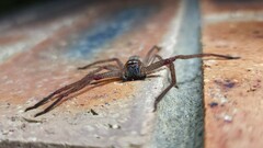 Neosparassus diana