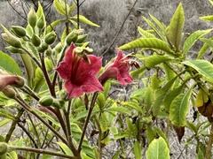 Nicotiana tomentosa