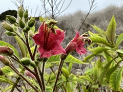 Nicotiana tomentosa