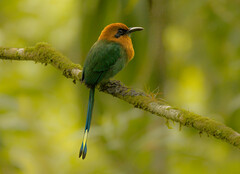 Electron platyrhynchum