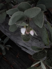 Arctostaphylos silvicola