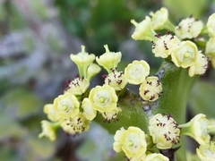 Euphorbia antiquorum