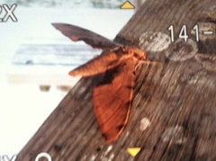 Protambulyx strigilis