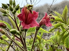Nicotiana tomentosa
