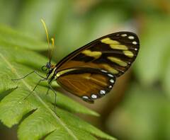 Ithomia heraldica