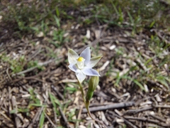 Thelymitra pauciflora
