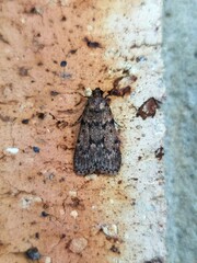 Mimaglossa nauplialis