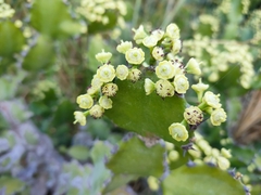 Euphorbia antiquorum