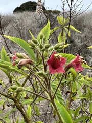 Nicotiana tomentosa