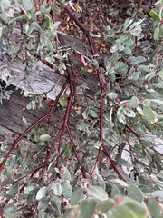 Arctostaphylos silvicola
