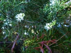 Melaleuca linariifolia