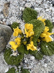 Scrophularia wattii