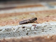 Mimaglossa nauplialis