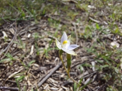 Thelymitra pauciflora