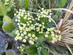 Euphorbia antiquorum