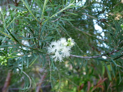 Melaleuca linariifolia
