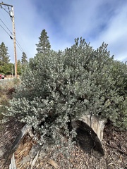 Arctostaphylos silvicola