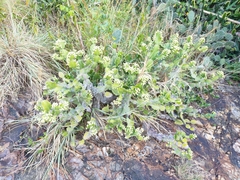 Euphorbia antiquorum