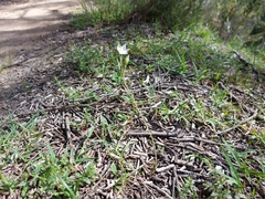 Thelymitra pauciflora