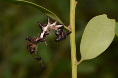 Harrisimemna trisignata