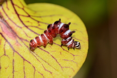 Exyra semicrocea