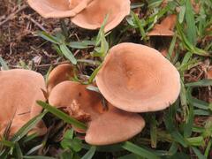 Lactarius hepaticus