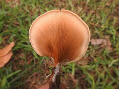 Lactarius hepaticus