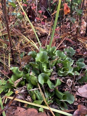 Sarracenia purpurea venosa