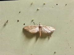 Acentropinae