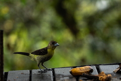 Ramphocelus flammigerus icteronotus