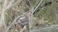 Buteo jamaicensis