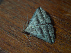 Lysimelia neleusalis