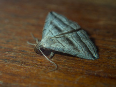 Lysimelia neleusalis