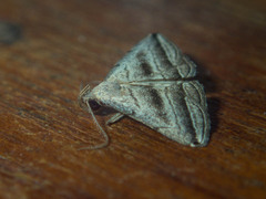 Lysimelia neleusalis