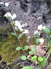 Myosotis lytteltonensis