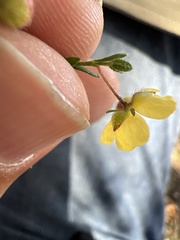 Helianthemum