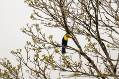 Ramphastos ambiguus