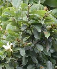 Pterospermum acerifolium