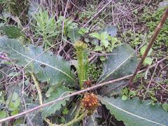 Berkheya radula