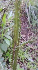 Berkheya radula