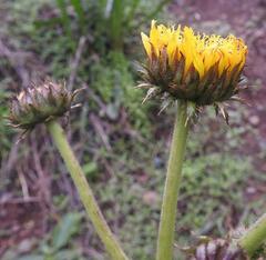 Berkheya radula