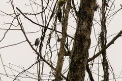 Polioptila bilineata