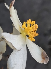 Begonia octopetala